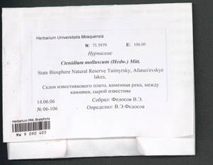Ctenidium molluscum (Hedw.) Mitt., Bryophytes, Bryophytes - Krasnoyarsk Krai, Tyva & Khakassia (B17) (Russia)