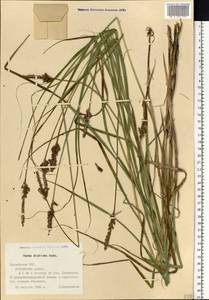 Carex disticha Huds., Eastern Europe, Latvia (E2b) (Latvia)