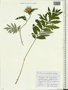 Psephellus dealbatus (Willd.) C. Koch, Eastern Europe, Moscow region (E4a) (Russia)