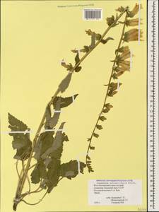 Campanula alliariifolia Willd., Caucasus, South Ossetia (K4b) (South Ossetia)