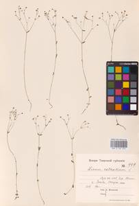 Linum catharticum L., Eastern Europe, North-Western region (E2) (Russia)