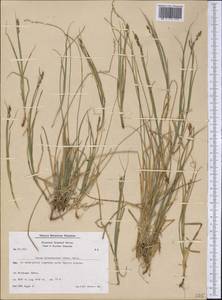 Carex brunnescens (Pers.) Poir., America (AMER) (Greenland)