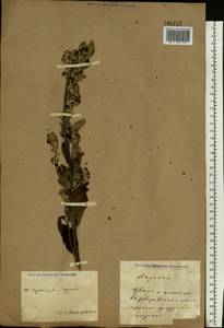 Verbascum lychnitis L., Eastern Europe, Central region (E4) (Russia)