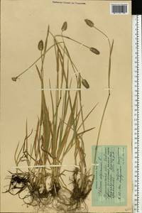 Phleum alpinum L., Eastern Europe, Northern region (E1) (Russia)