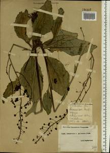 Verbascum phoeniceum L., Eastern Europe, South Ukrainian region (E12) (Ukraine)