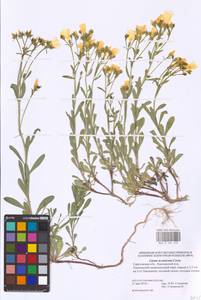 Linum ucranicum (Griseb. ex Planch.) Czern., Eastern Europe, Lower Volga region (E9) (Russia)