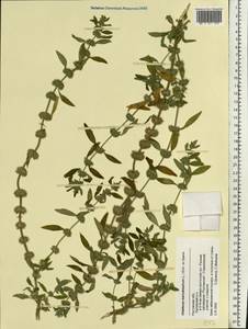 Chaiturus marrubiastrum (L.) Ehrh. ex Rchb., Eastern Europe, Rostov Oblast (E12a) (Russia)