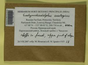 Eurhynchiadelphus eustegia (Besch.) Ignatov & Huttunen, Bryophytes, Bryophytes - Russian Far East (excl. Chukotka & Kamchatka) (B20) (Russia)