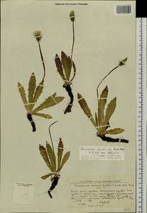 Taraxacum nivale Lange ex Kihlm., Siberia, Western Siberia (S1) (Russia)