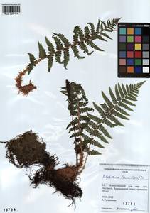 Polystichum braunii (Spenn.) Fée, Siberia, Altai & Sayany Mountains (S2) (Russia)