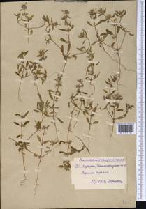 Chamaesphacos ilicifolius Schrenk, Middle Asia, Syr-Darian deserts & Kyzylkum (M7) (Uzbekistan)