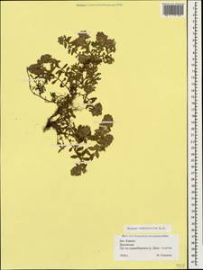 Thymus nummularius M.Bieb., Caucasus, Krasnodar Krai & Adygea (K1a) (Russia)