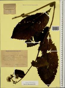 Crepis sibirica L., Caucasus, Krasnodar Krai & Adygea (K1a) (Russia)