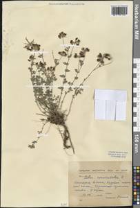 Lotus corniculatus L., Western Europe (EUR) (Bulgaria)