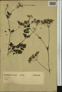 Chaerophyllum temulum L., Western Europe (EUR) (Germany)