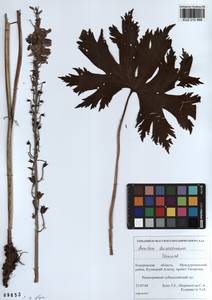 Aconitum leucostomum Vorosch., Siberia, Altai & Sayany Mountains (S2) (Russia)