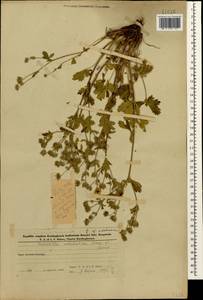 Potentilla divaricata DC., Caucasus, Azerbaijan (K6) (Azerbaijan)