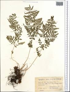Cystopteris fragilis (L.) Bernh., Middle Asia, Northern & Central Kazakhstan (M10) (Kazakhstan)