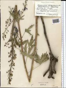 Delphinium dictyocarpum DC., Middle Asia, Dzungarian Alatau & Tarbagatai (M5) (Kazakhstan)
