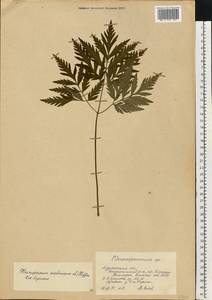 Pleurospermum austriacum (L.) Hoffm., Eastern Europe, Northern region (E1) (Russia)