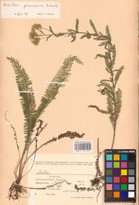 Achillea pannonica Scheele, Eastern Europe, Moldova (E13a) (Moldova)