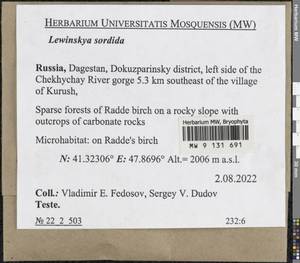 Lewinskya sordida (Sull. & Lesq.) F. Lara, Garilleti & Goffinet, Bryophytes, Bryophytes - North Caucasus & Ciscaucasia (B12) (Russia)