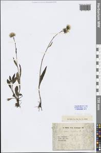 Hieracium laterale Norrl., Eastern Europe, Northern region (E1) (Russia)