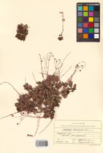 Saxifraga bronchialis L., Siberia, Russian Far East (S6) (Russia)