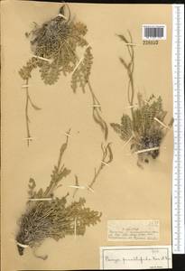 Parrya pinnatifida Kar. & Kir., Middle Asia, Dzungarian Alatau & Tarbagatai (M5) (Kazakhstan)