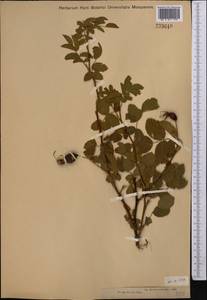 Rosa glabrifolia C. A. Mey. ex Rupr., Middle Asia, Muyunkumy, Balkhash & Betpak-Dala (M9) (Kazakhstan)