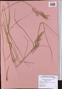 Calamagrostis canescens (Weber) Roth, Eastern Europe, Central region (E4) (Russia)