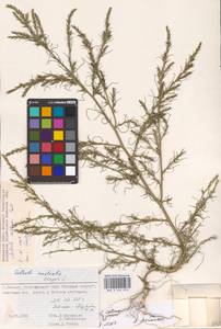 Salsola collina Pall., Eastern Europe, Moscow region (E4a) (Russia)