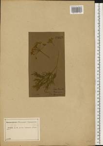 Silaum silaus (L.) Schinz & Thell., Eastern Europe, Central forest-and-steppe region (E6) (Russia)