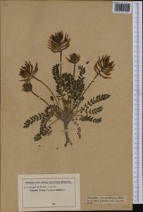 Astragalus monspessulanus, Western Europe (EUR) (Italy)