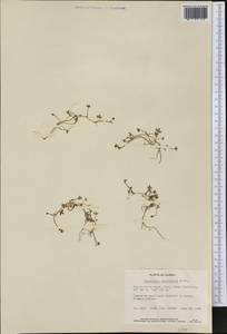 Ranunculus hyperboreus Rottb., America (AMER) (United States)