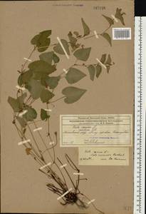 Viola ×kiliensis E. H. L. Krause, Eastern Europe, Moscow region (E4a) (Russia)
