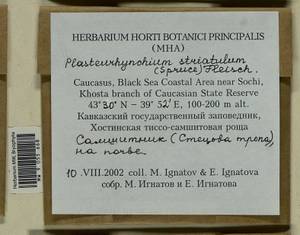 Plasteurhynchium striatulum (Spruce) M. Fleisch., Bryophytes, Bryophytes - North Caucasus & Ciscaucasia (B12) (Russia)