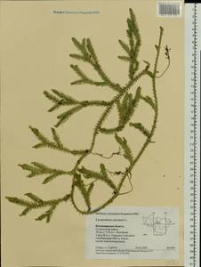 Lycopodium clavatum L., Eastern Europe, Central region (E4) (Russia)