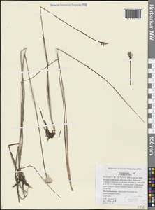 Eriophorum chamissonis C.A.Mey., Siberia, Russian Far East (S6) (Russia)