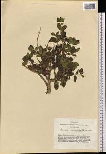 Lonicera microphylla Willd. ex Roem. & Schult., Siberia, Altai & Sayany Mountains (S2) (Russia)