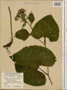 Caucasalia macrophylla (M. Bieb.) B. Nord., Caucasus, North Ossetia, Ingushetia & Chechnya (K1c) (Russia)