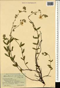 Helianthemum grandiflorum, Caucasus, Stavropol Krai, Karachay-Cherkessia & Kabardino-Balkaria (K1b) (Russia)