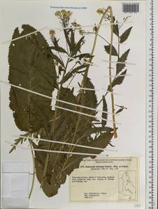Armoracia rusticana P.Gaertn., B.Mey. & Scherb., Siberia, Russian Far East (S6) (Russia)