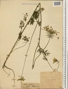 Daucus carota L., Eastern Europe, South Ukrainian region (E12) (Ukraine)