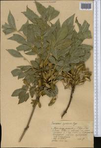 Fraxinus angustifolia subsp. syriaca (Boiss.) Yalt., Middle Asia, Western Tian Shan & Karatau (M3) (Kazakhstan)