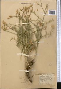 Centaurea virgata subsp. squarrosa (Willd.) Gugler, Middle Asia, Pamir & Pamiro-Alai (M2)