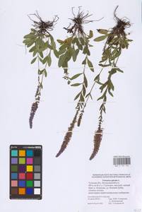Veronica spicata L., Eastern Europe, Central region (E4) (Russia)