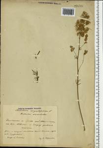 Thalictrum lucidum L., Eastern Europe, Belarus (E3a) (Belarus)