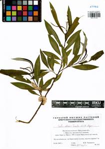 Salix udensis Trautv. & C. A. Mey., Siberia, Baikal & Transbaikal region (S4) (Russia)