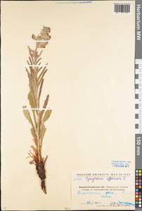 Cynoglossum officinale L., Eastern Europe, North Ukrainian region (E11) (Ukraine)